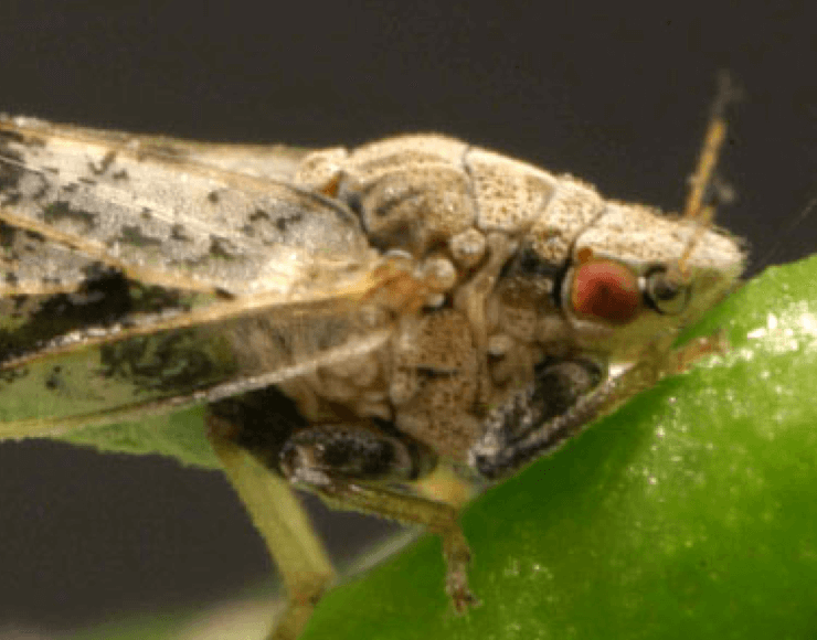 Asian Citrus Psyllid