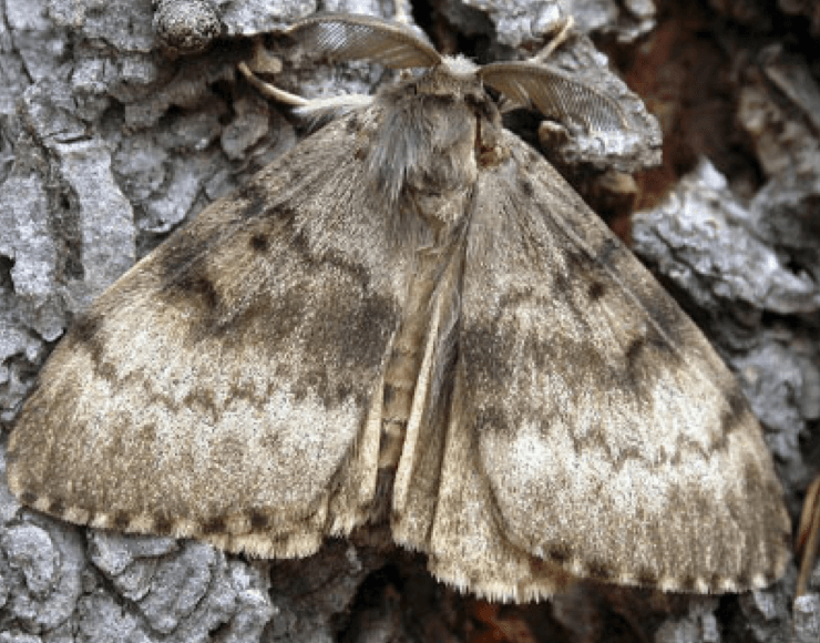 Asian Gypsy Moth
