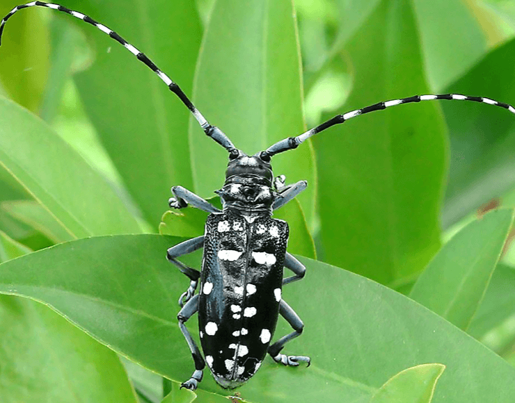 Asian Long Horned Beetle