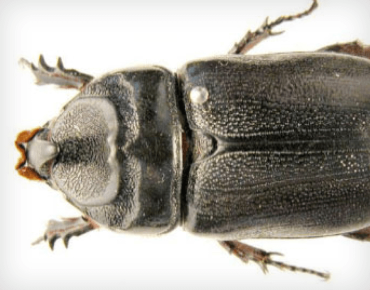 Coconut Rhinoceros Beetle