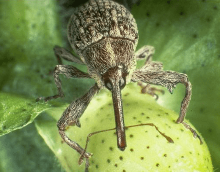Cotton Boll Weevil