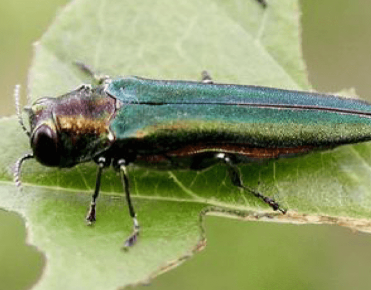Emerald Ash Borer