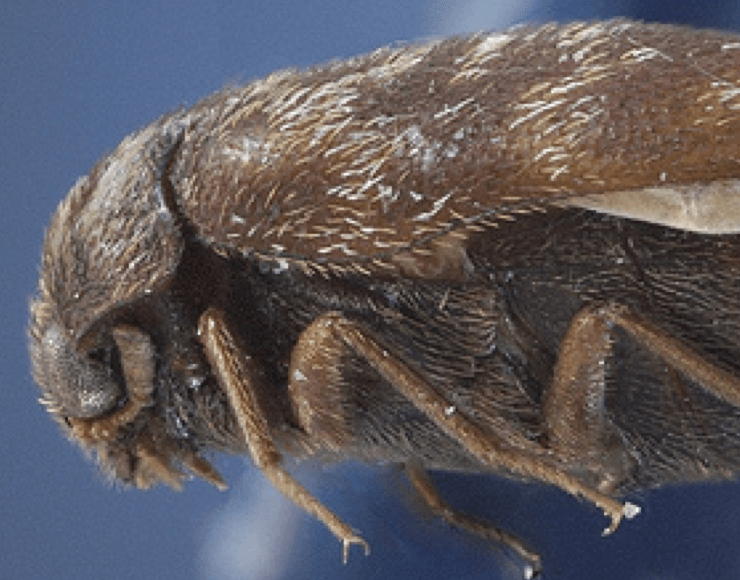 Khapra Beetle