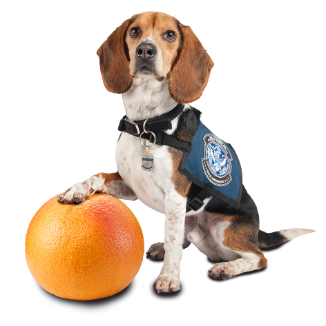 grapefruit-bug