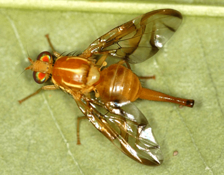 Mexican Fruit Fly