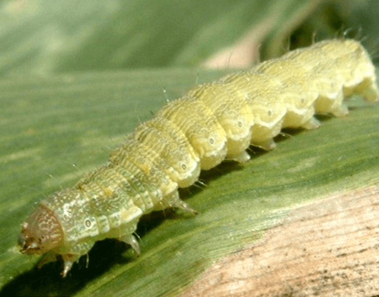 Old World Bollworm