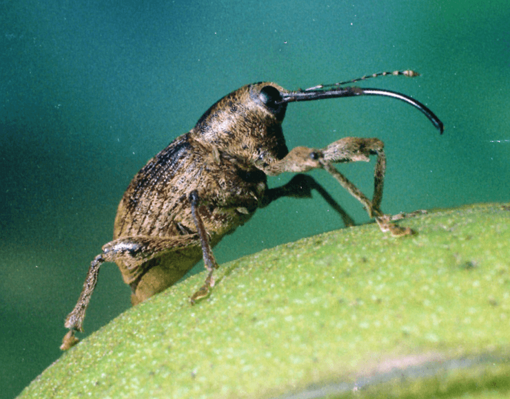 Pecan Weevil