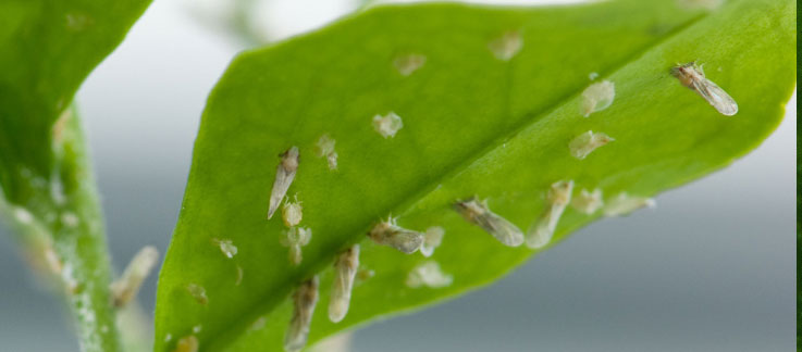 Asian Citrus Psyllid