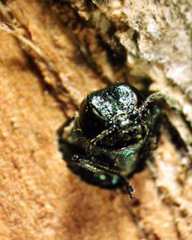 Emerald Ash Borer