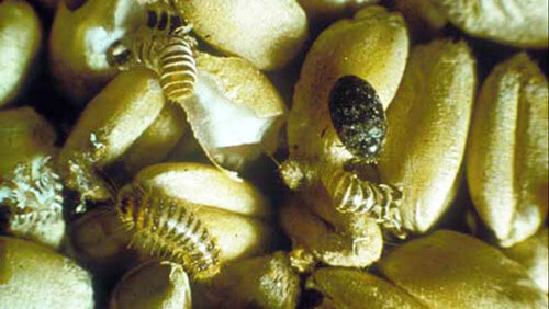 Khapra Beetle