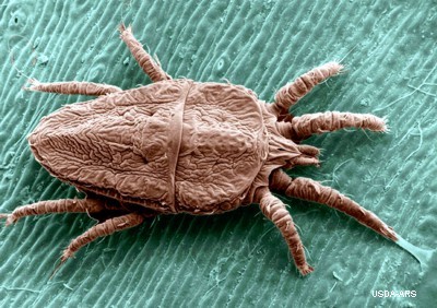 Citrus Leprosis