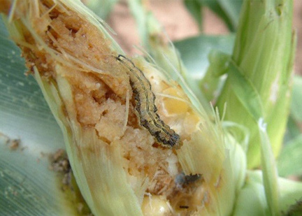 Old World Bollworm